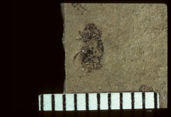 Media type: image;   Entomology PALE-4060 Aspect: full
